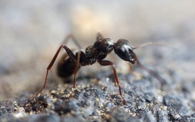 How to Get Rid of Ants Using a Least Toxic